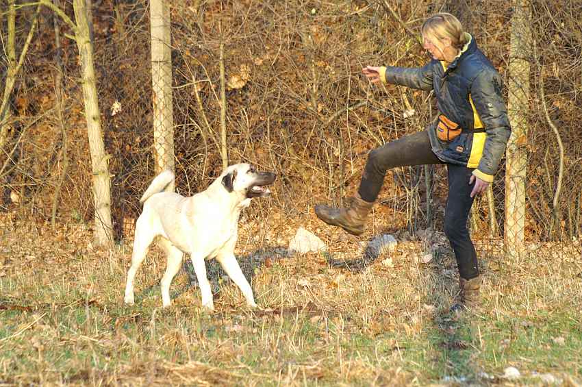 mach auch mal hund.jpg