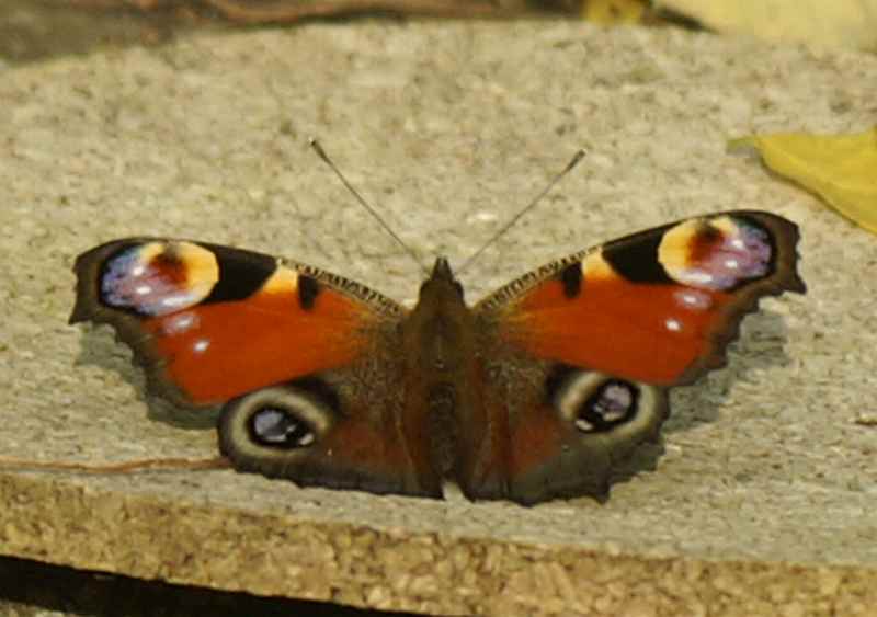 pfauenauge-schmetterling.jpg