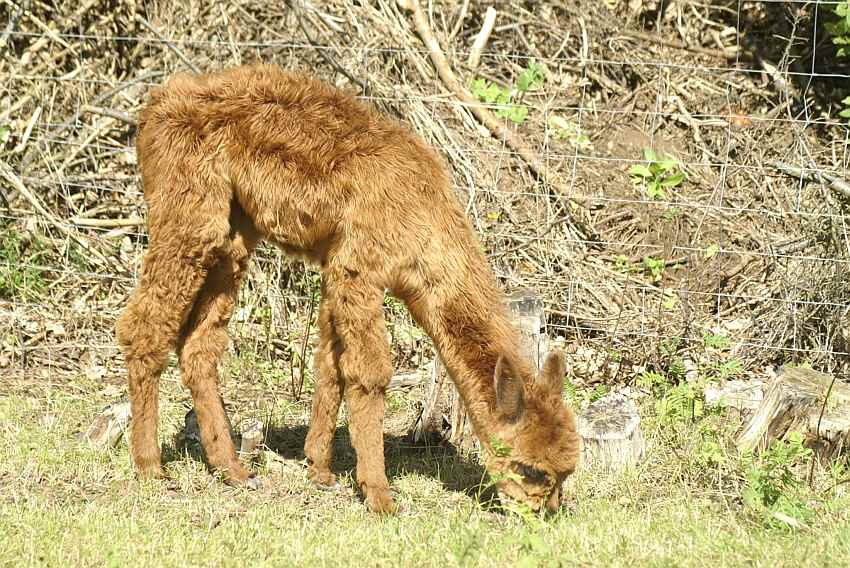 suri-alpaka-cria-female-.jpg