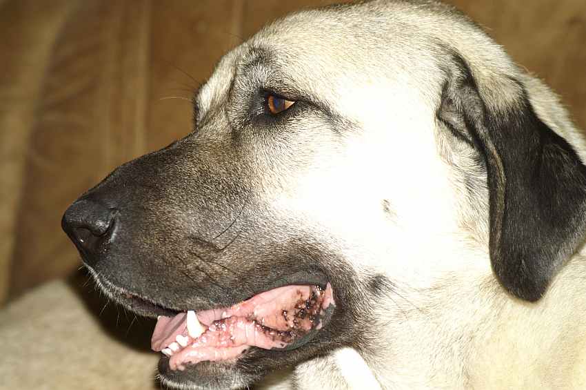 wchter kangal.jpg