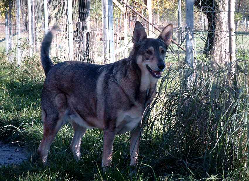 wolfs-hund-.jpg