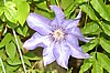 clematis bluete.jpg