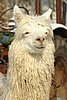 maripusa-suri-alpaca.jpg