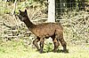 suri-cria-black.jpg