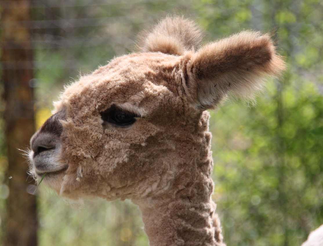 alpaca portrait.jpg