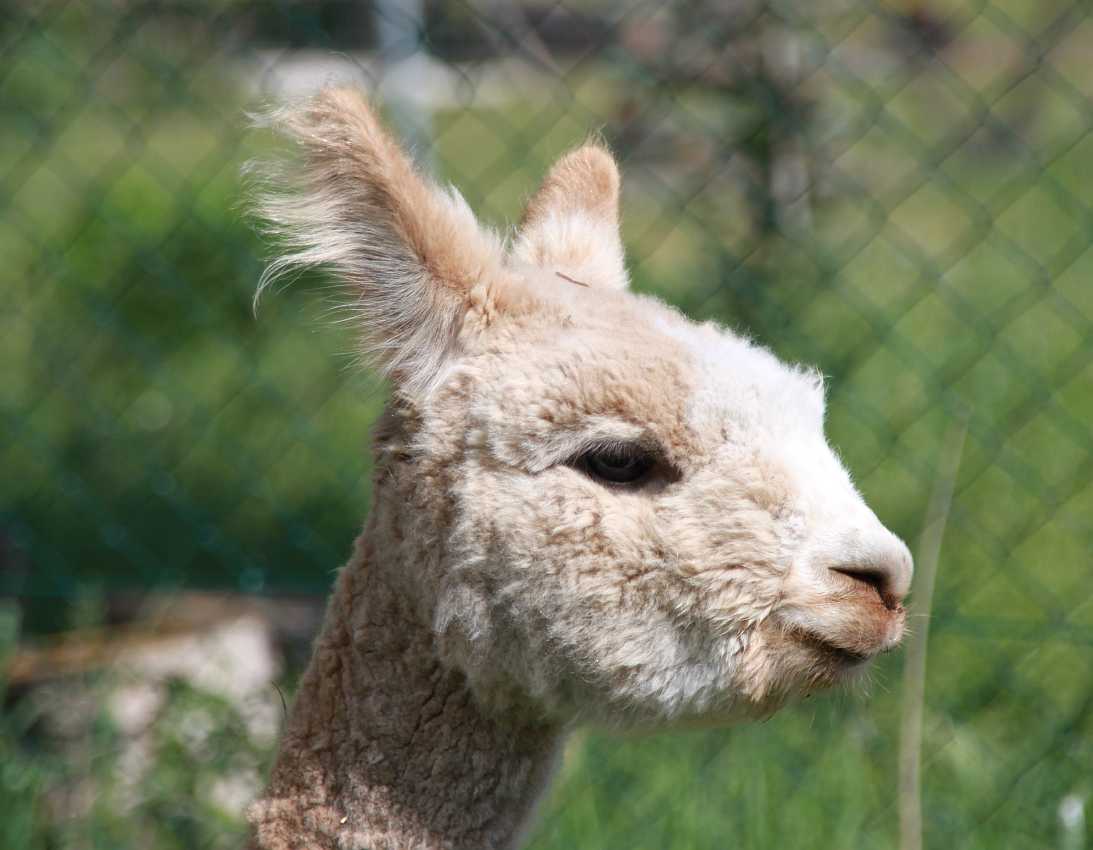 alpaca-nice head-male.jpg