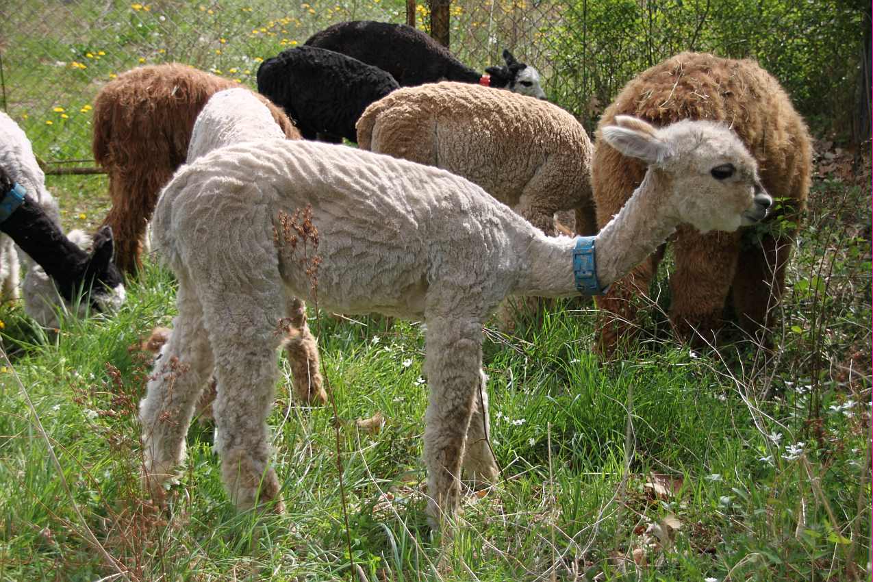 young alpaca male for sale.jpg