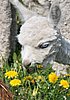 sweet alpaca blau auge.jpg